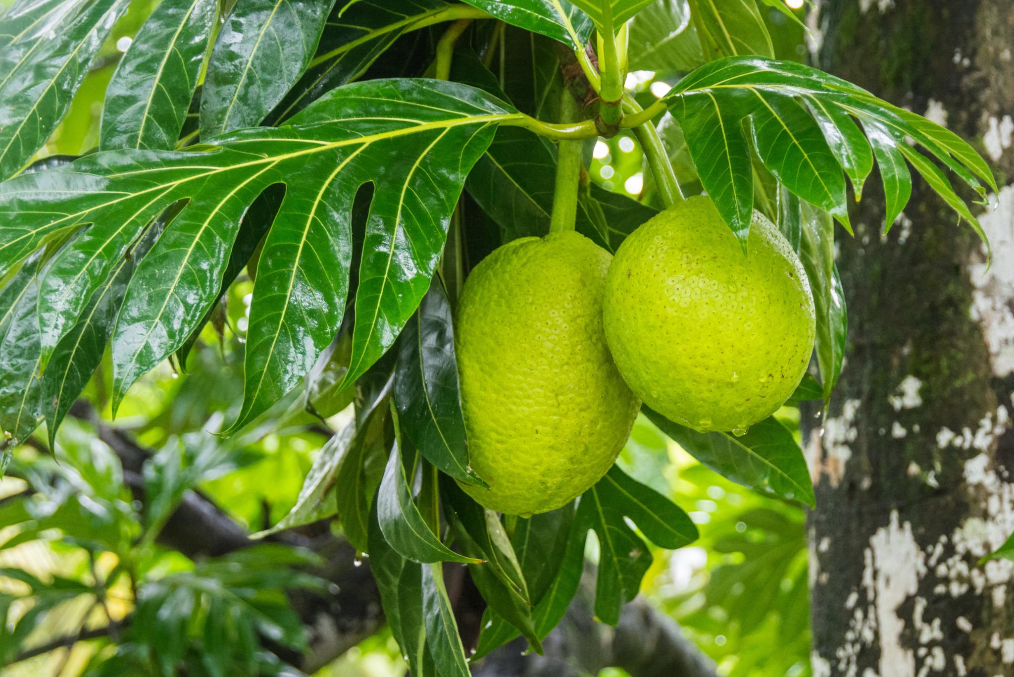 breadfruit tree