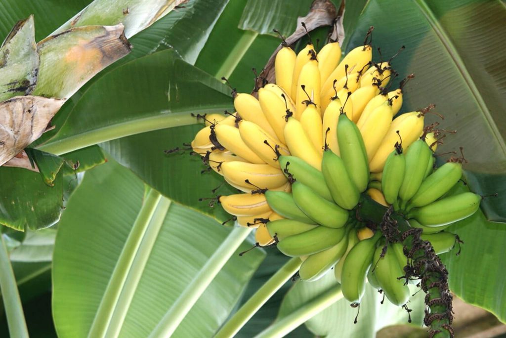 burro-banana-description-flavor-benefits-and-uses-gardeners-magazine