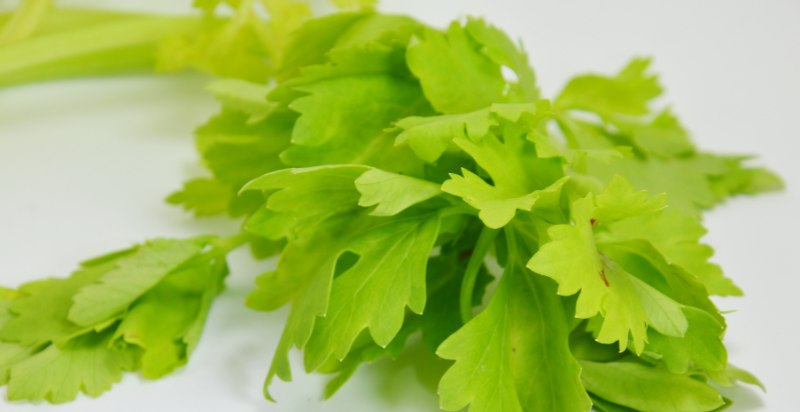 Harvested chinese celery 