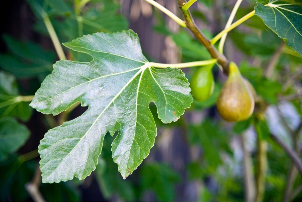 What Do Fig Leaves Look Like Appearance Shape And Texture