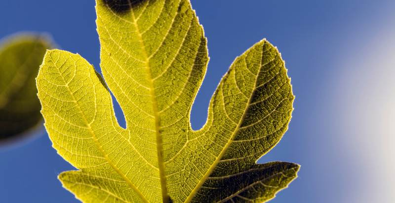fig leaf apperance