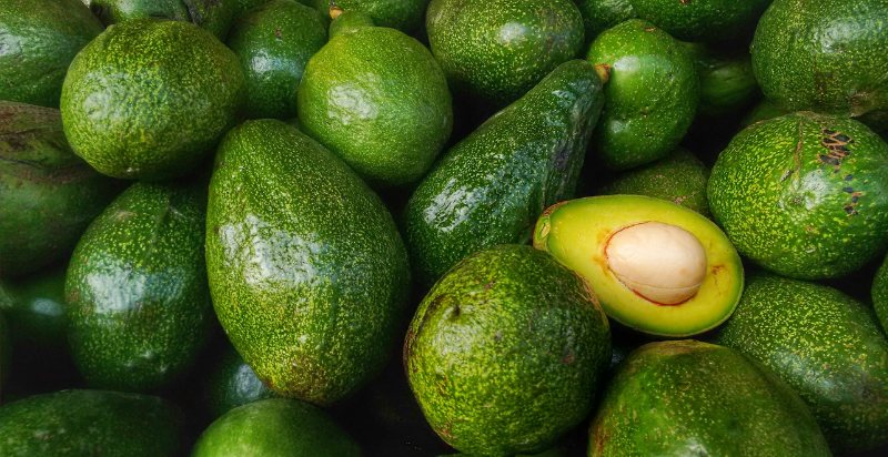 Freshly harvested Fuerte Avocados in Farm.
