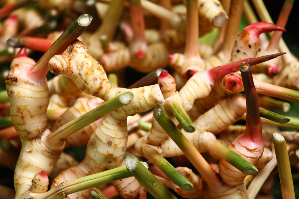 Ginger Root Health benefits and Dietary Tips Gardeners' Magazine