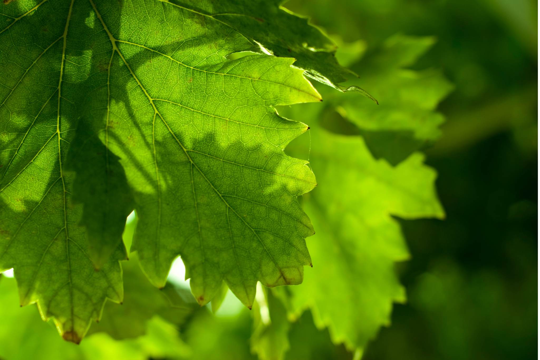 grape leaves