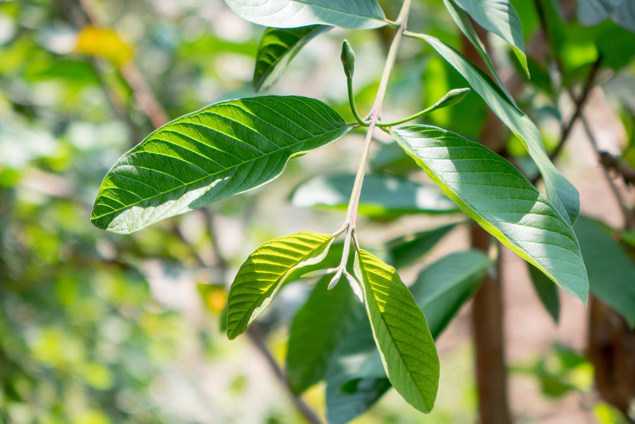 guava leaves