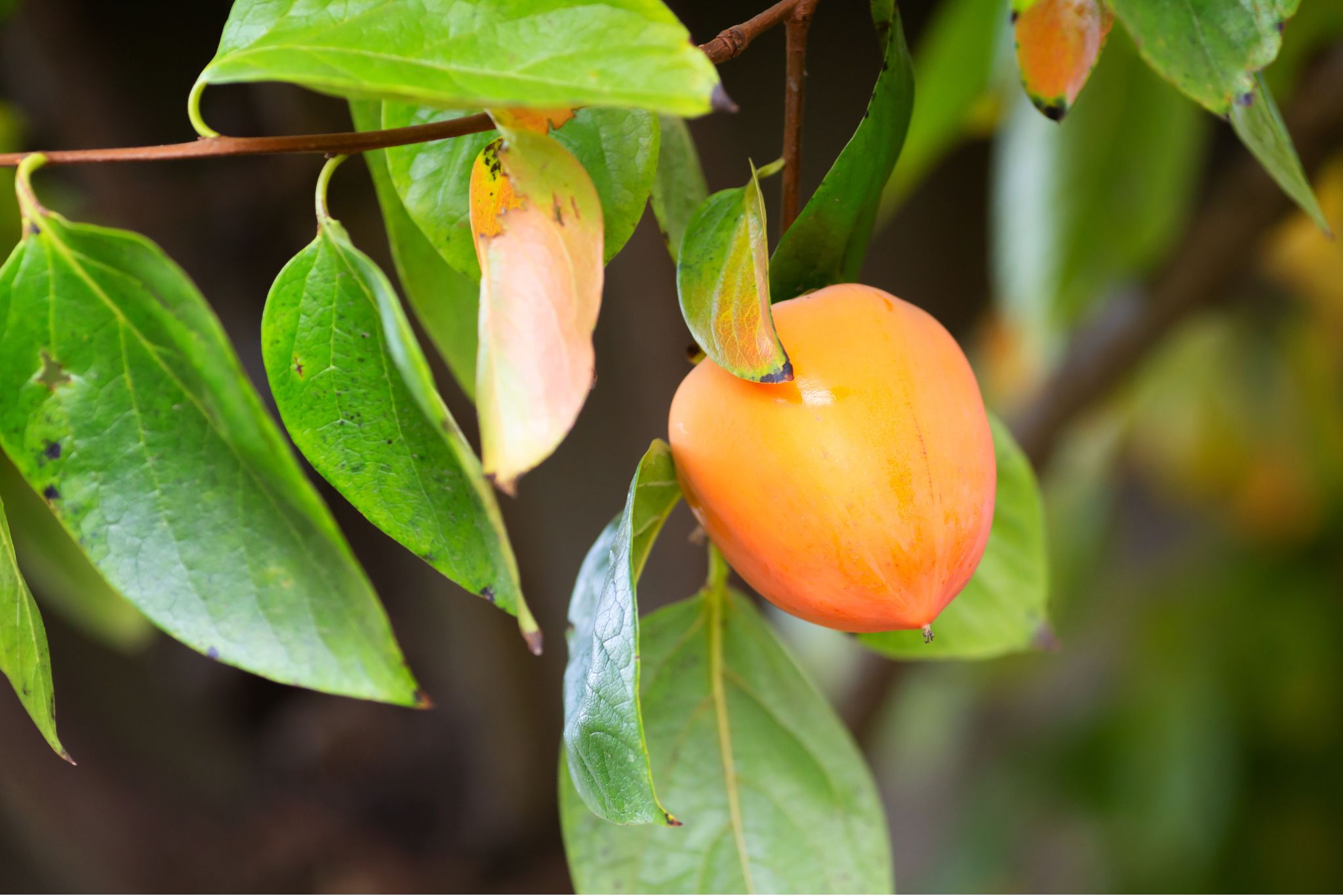 hachiya persimmons