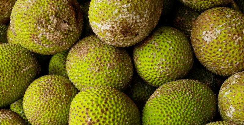 harvested breadfruit