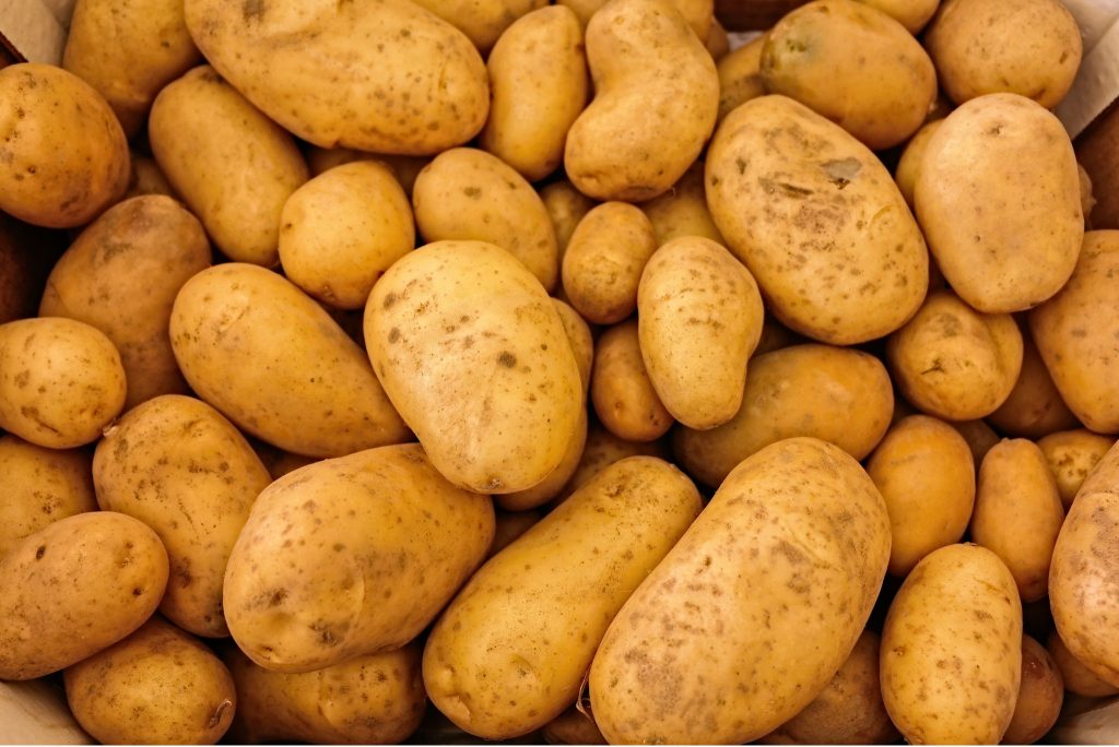 Kennebec Potatoes Description, Flavor, Benefits, And Uses Gardeners