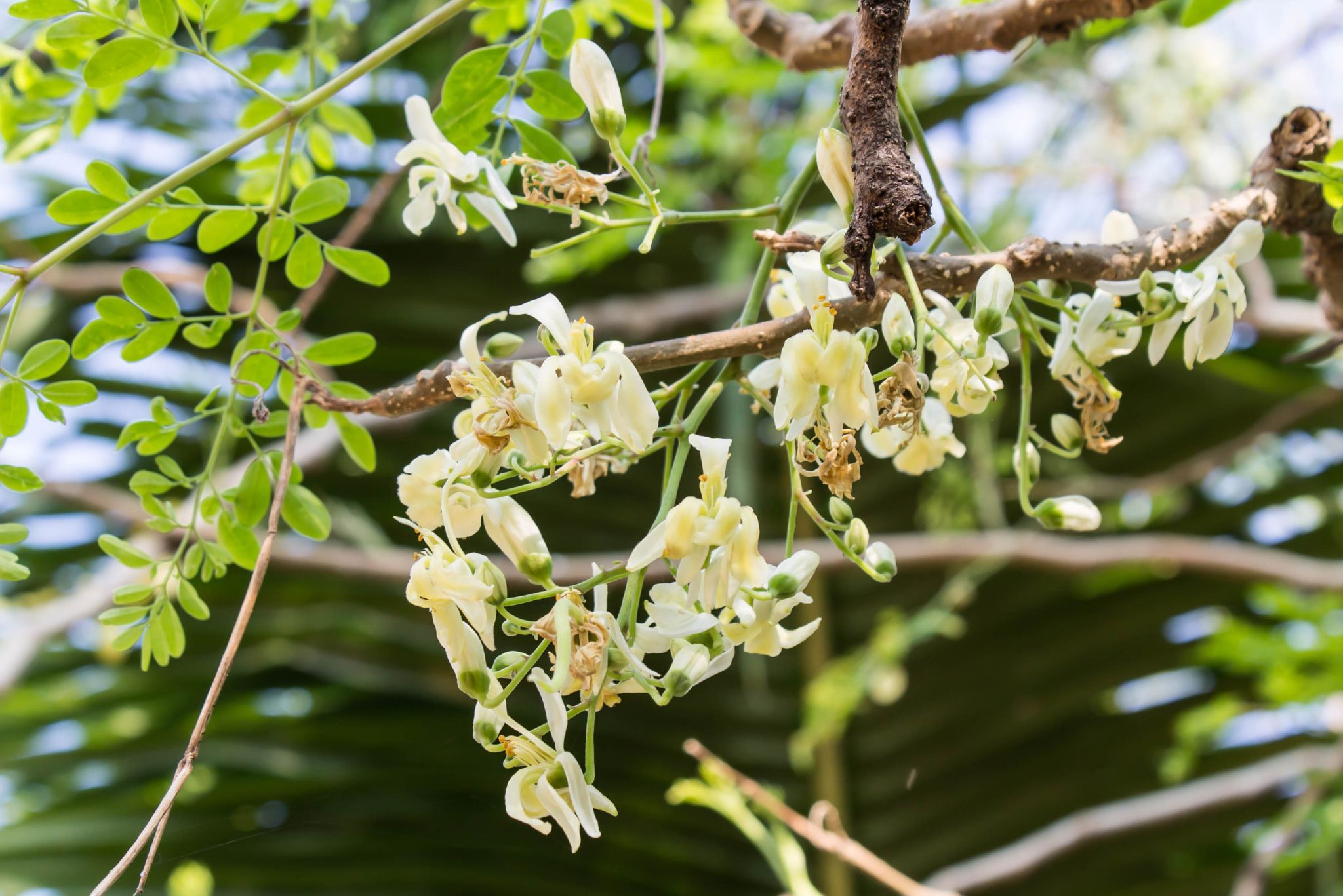 Moringa Flower