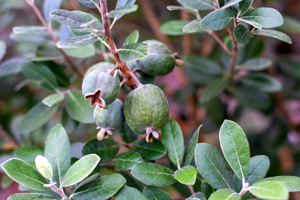 pineapple-guava-description-flavor-benefits-and-uses-gardeners-magazine