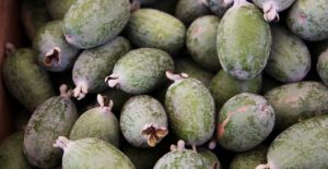 Pin Guava Pineapple Guava: Description, Flavor, Benefits, And Uses - Gardeners ...