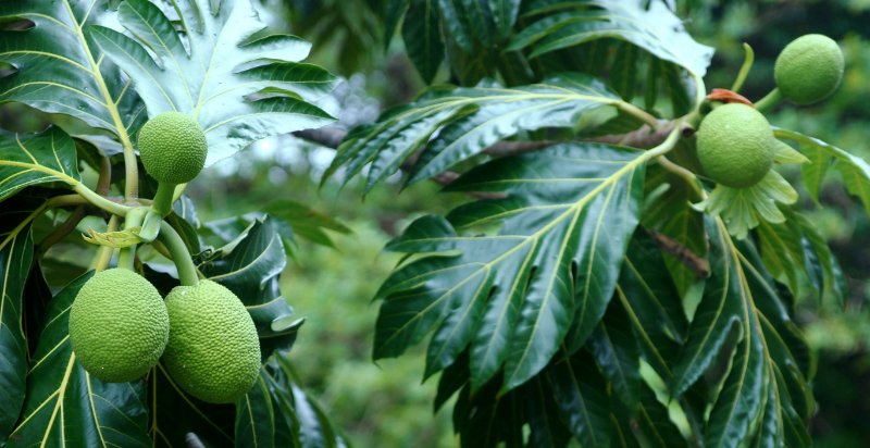 ready to harvest breadfruit