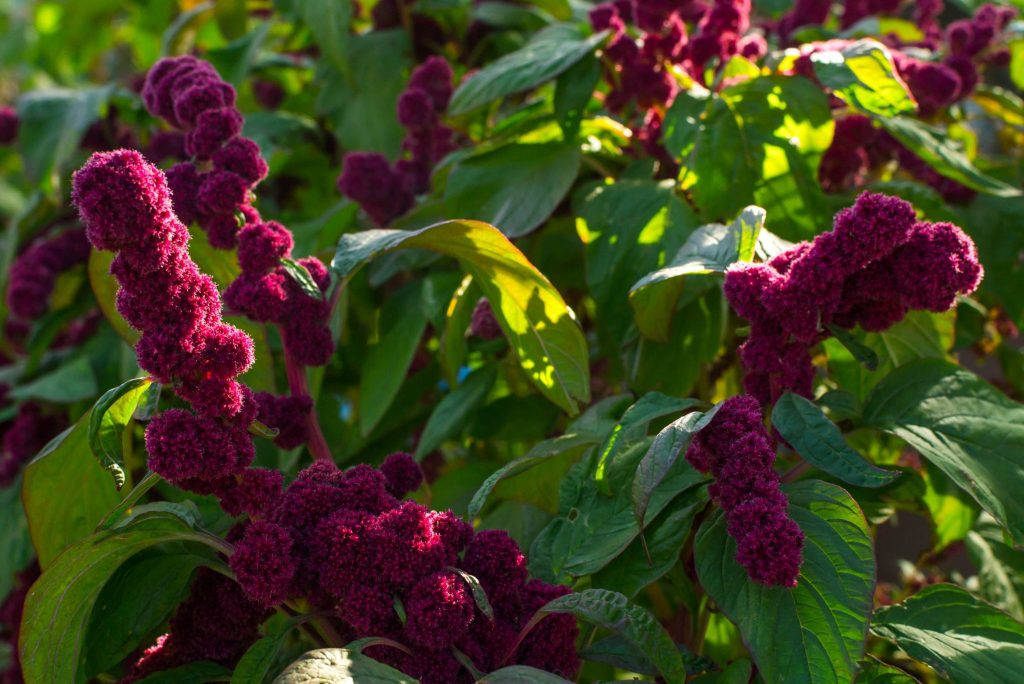 Red Amaranth Origin, Flavor, Benefits, And Uses Gardeners' Magazine