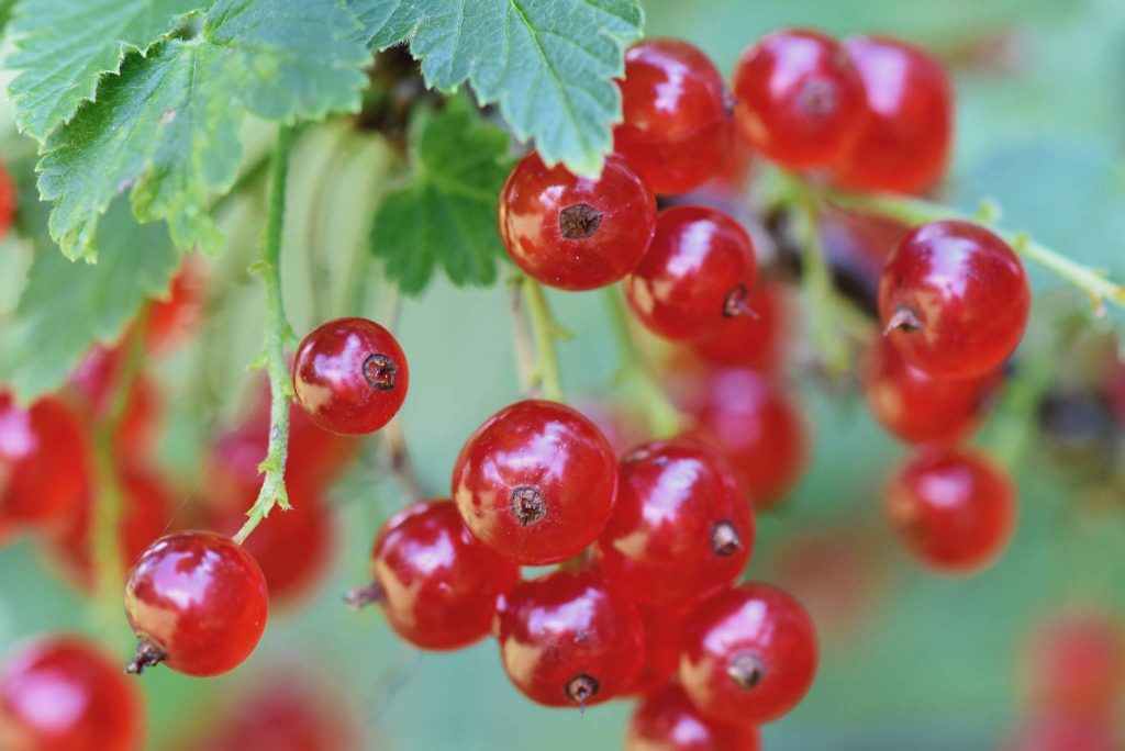 Red Currant Description, Uses, Benefits, & Facts Gardeners' Magazine