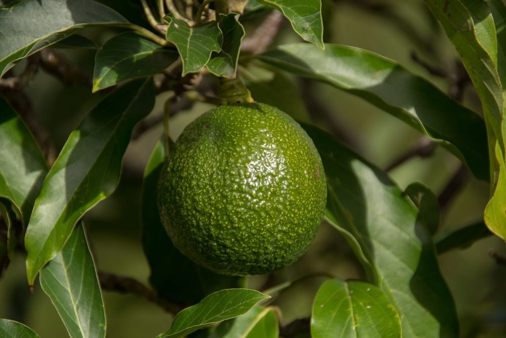 Reed Avocados: Origin, Nutritional Benefits, And Facts - Gardeners ...