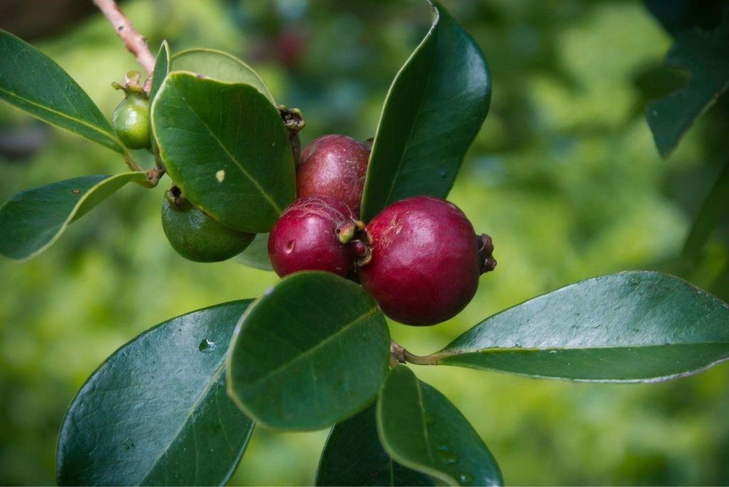 Strawberry Guava: Description, Flavor, Benefits, And Uses - Gardeners ...