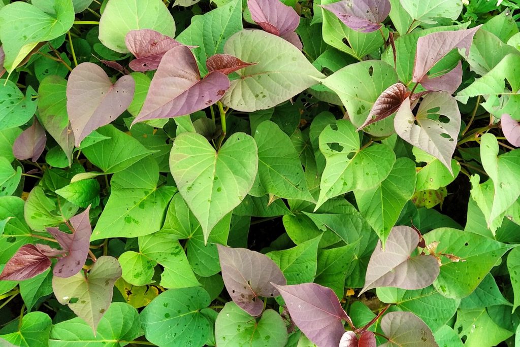 Sweet Potato Leaves Edible Flavor Nutritional And Medicinal Benefits 