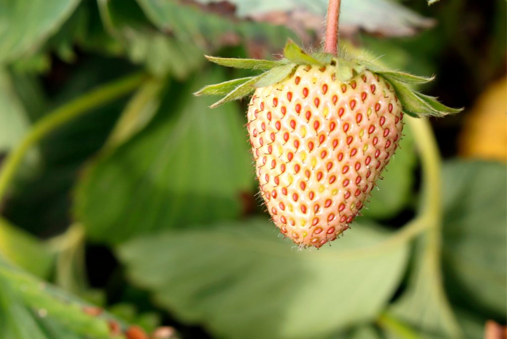 White Strawberries Description, Flavor, Benefits, And Uses Gardeners