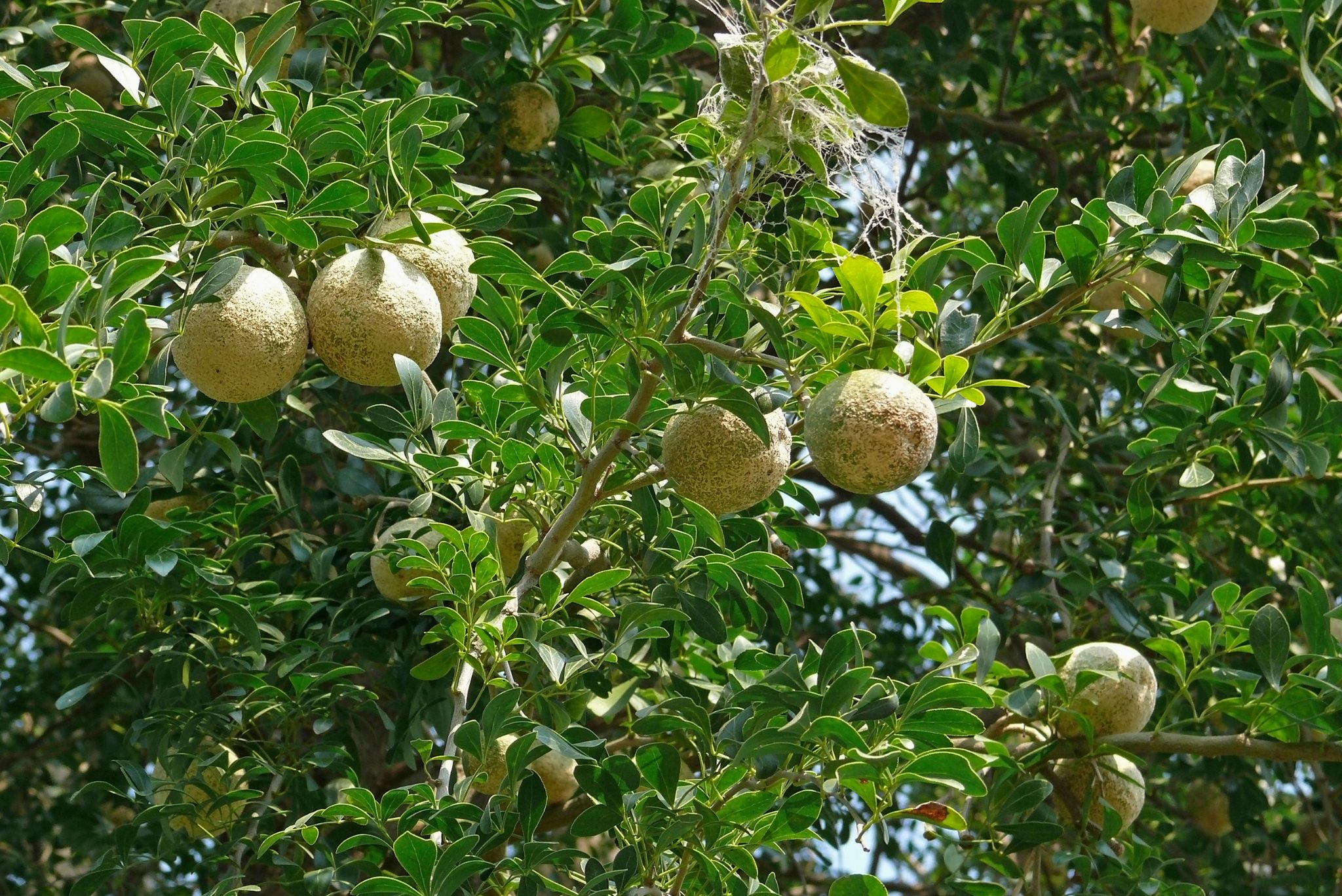 Wood Apple