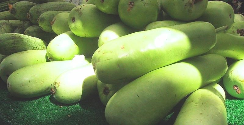 Opo Squash Harvested