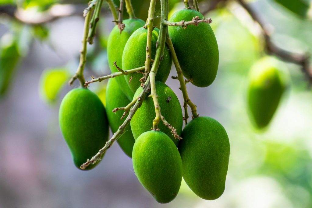Baby Mangoes Description, Flavor, Benefits, And Uses Gardeners