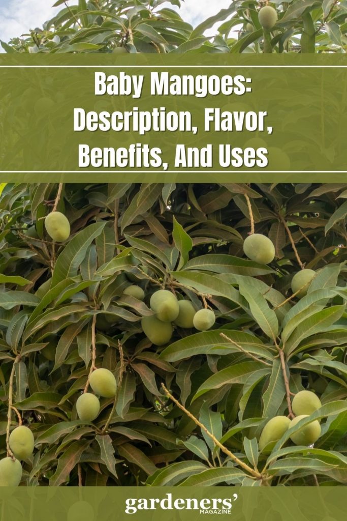 Baby Mangoes Description, Flavor, Benefits, And Uses Gardeners