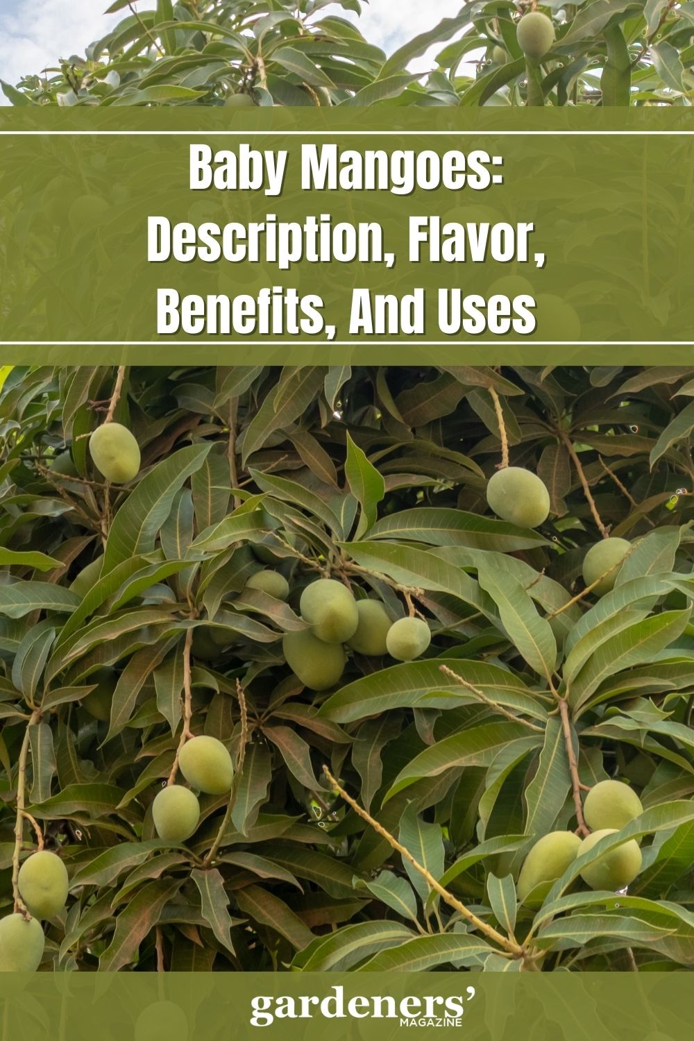 Baby Mangoes Description, Flavor, Benefits, And Uses Gardeners' Magazine