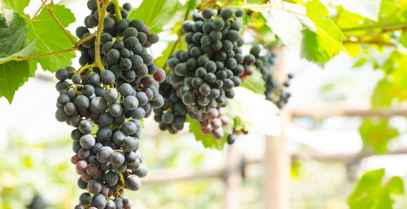 Black Seedless Grapes Benefits