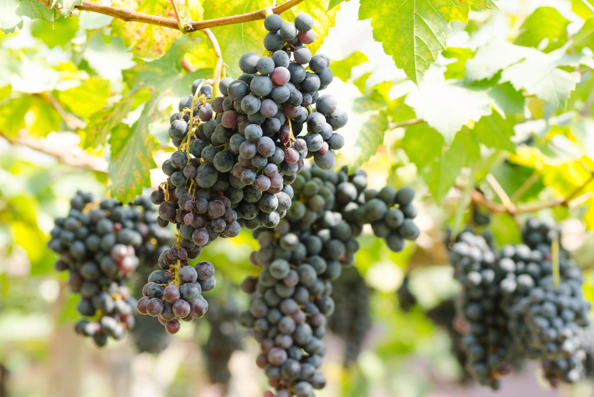 Black Seedless Grapes