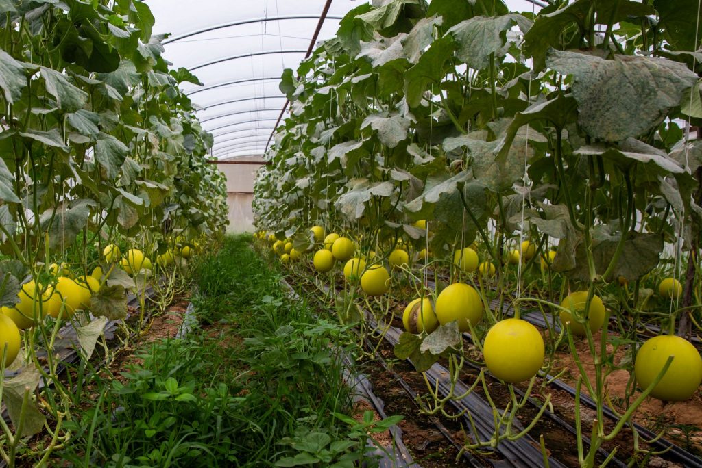 Canary Melon: Description, Flavor, And Uses - Gardeners' Magazine