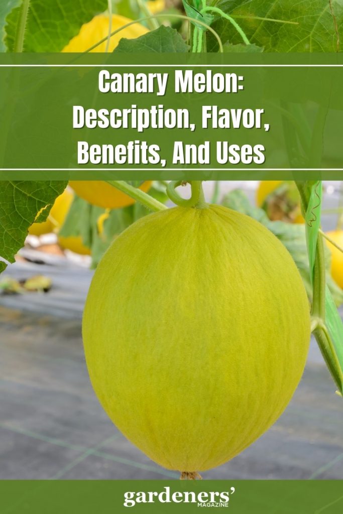 canary-melon-description-flavor-and-uses-gardeners-magazine