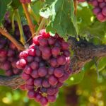 Champagne Grapes