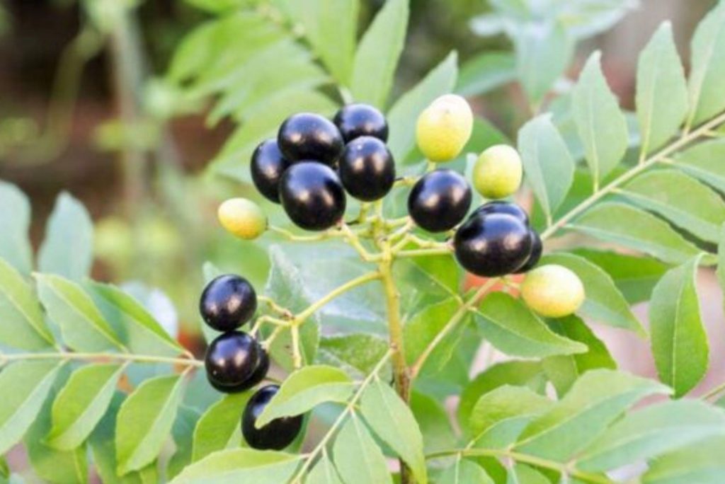 Curry Berries Benefits, Nutritional Facts & Uses Gardeners' Magazine