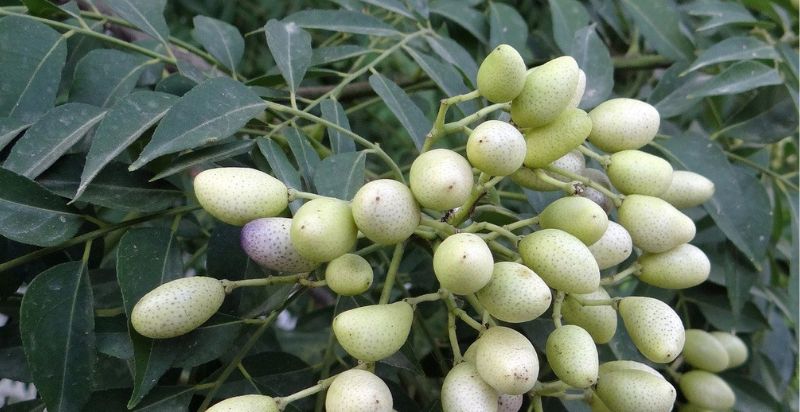 curry berries in the branch of Curry plant.
