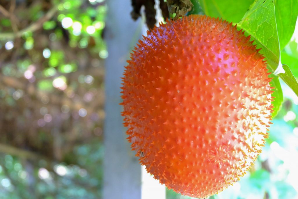 Gac Fruit Origin, Benefits, And Uses Gardeners' Magazine