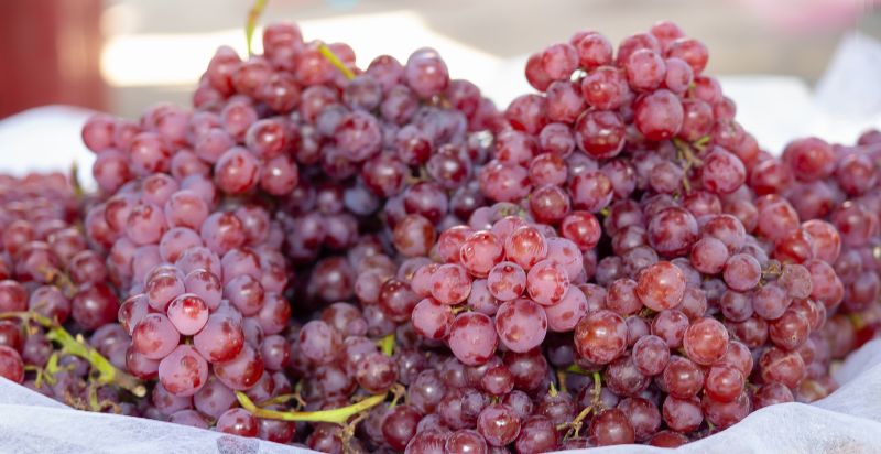 Harvested Champagne Grapes
