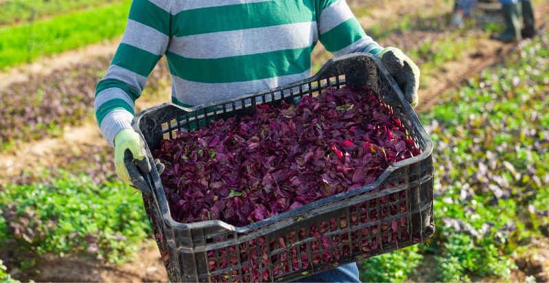 harvested red spinach