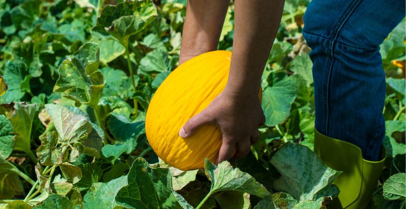 Harvesting Canary Melon