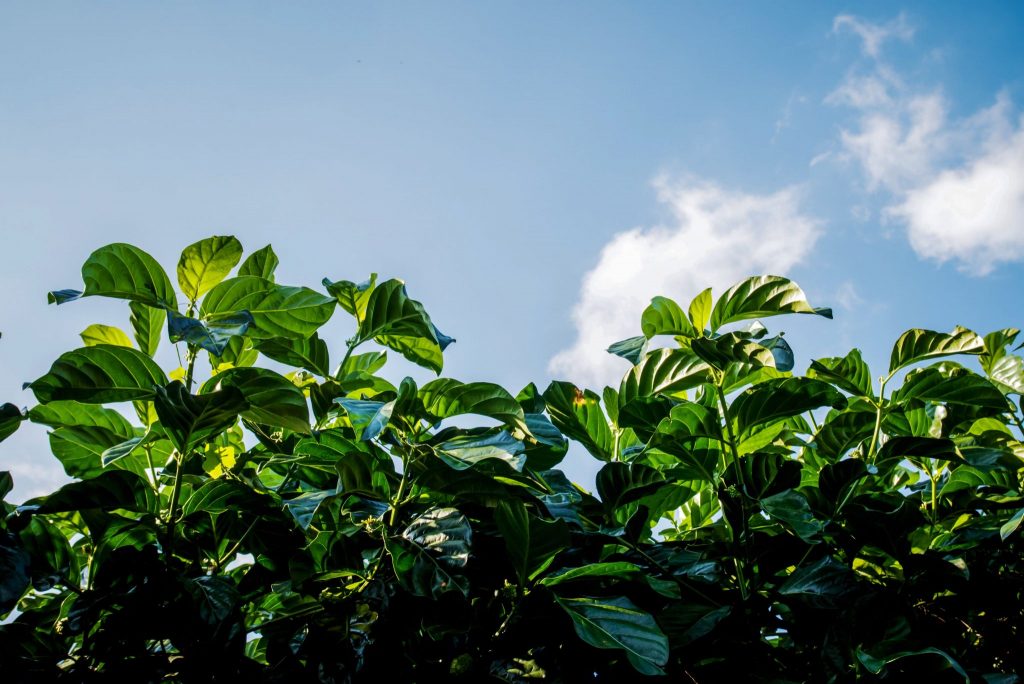 Noni Leaves Origin, Benefits, Nutritional Facts & Uses Gardeners' Magazine