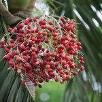 Red Palm Fruit