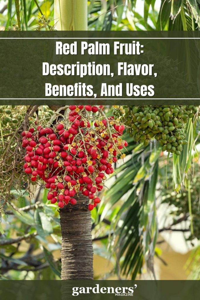 Red Palm Fruit Description