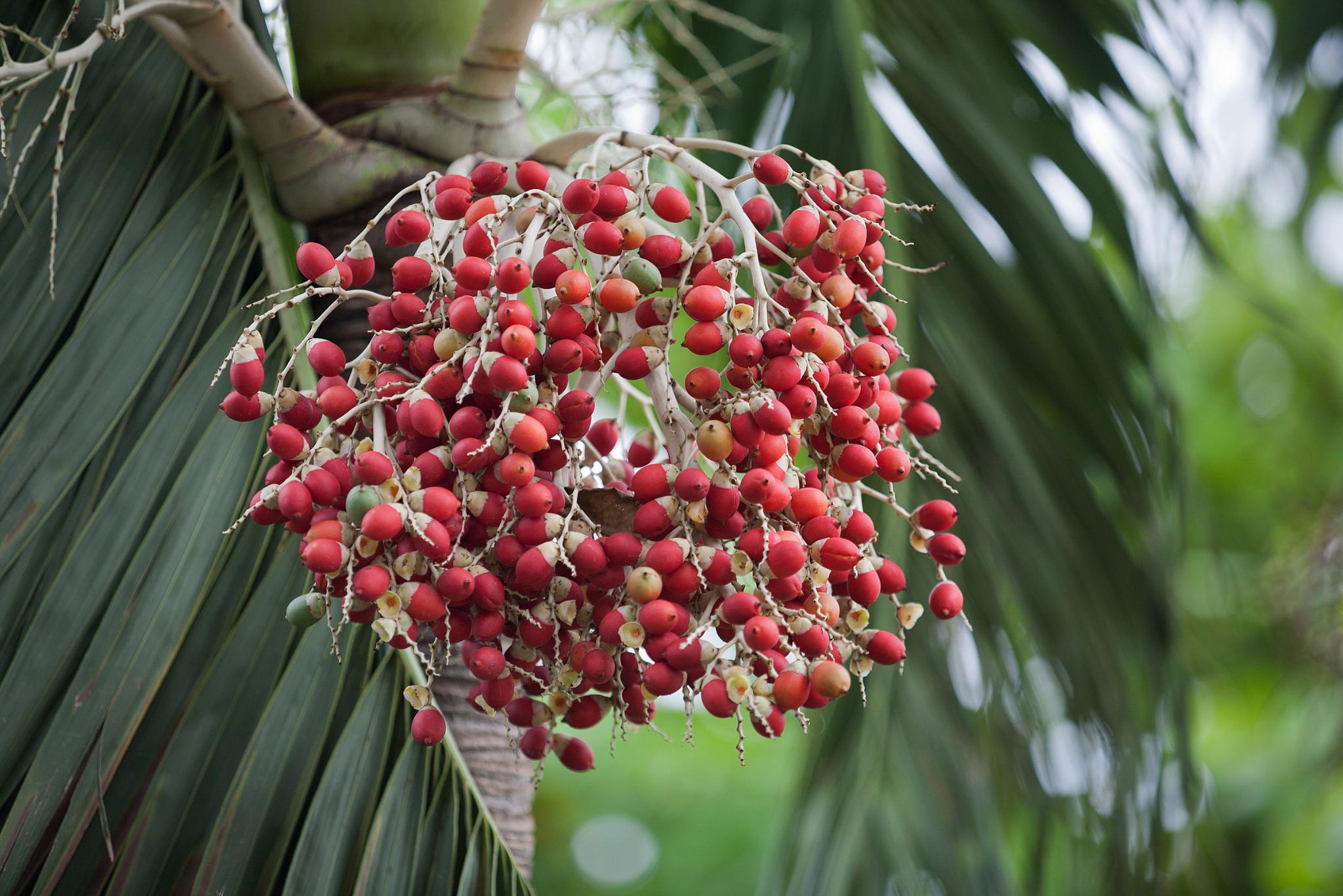 Red Palm Fruit