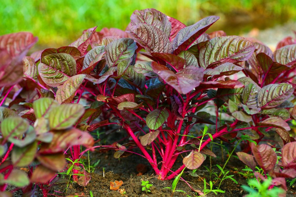 Red Spinach Description, Flavor, Benefits, And Uses Gardeners' Magazine
