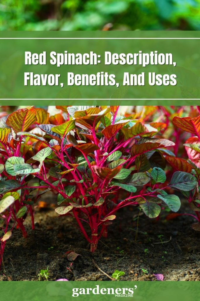 Red Spinach Description