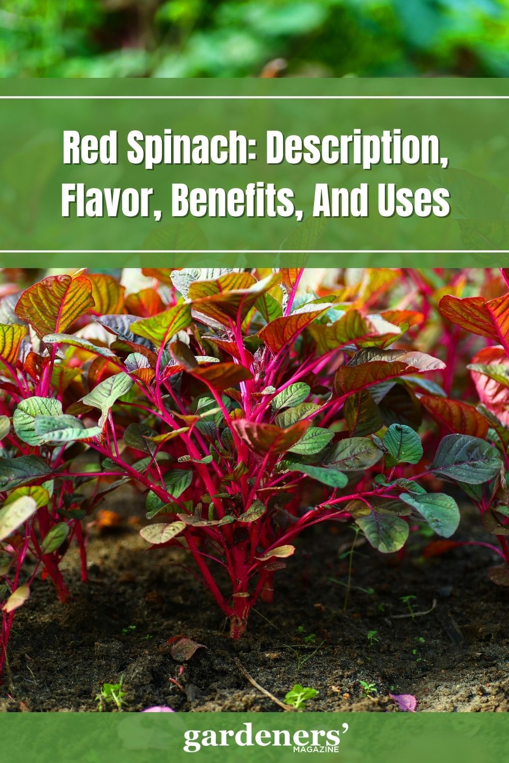 Red Spinach Description, Flavor, Benefits, And Uses Gardeners' Magazine