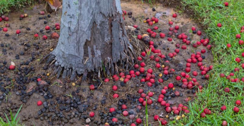 Ripe red palm fruit