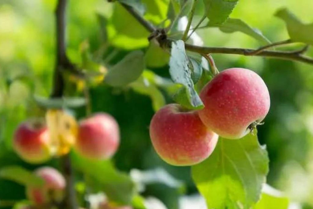 Snow Apples Description, Flavor, Benefits, And Uses Gardeners' Magazine