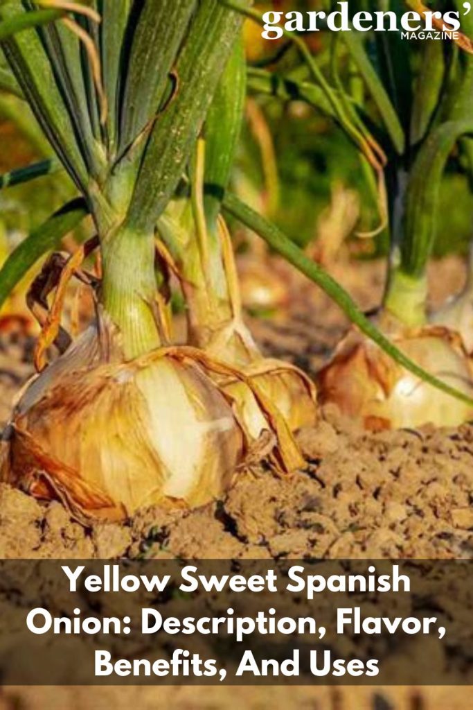 Yellow Sweet Spanish Onion 