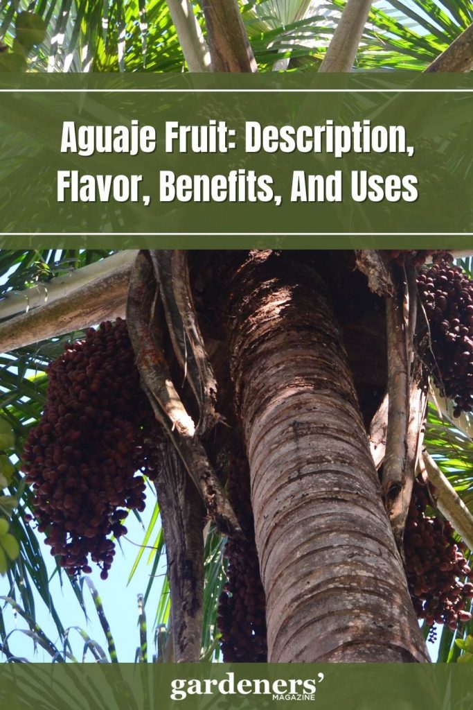 aguaje fruit description