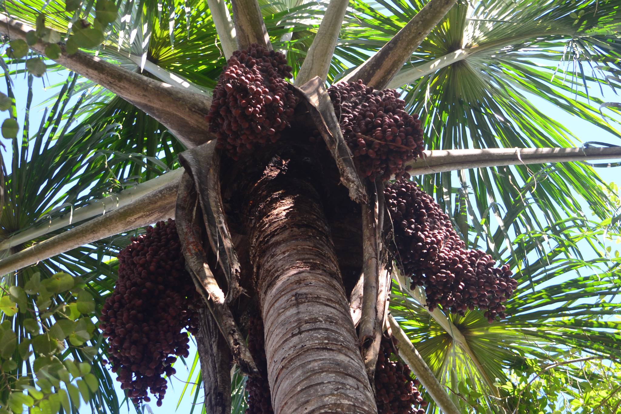 aguaje fruit